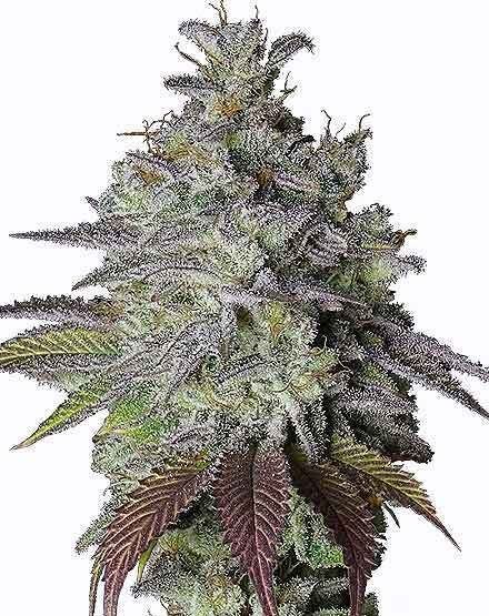Do Si Dos Regular Seeds