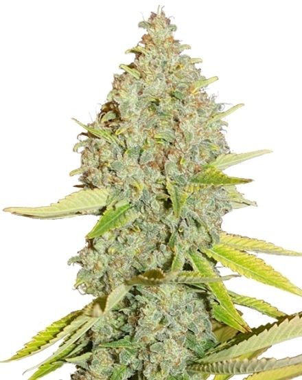 Durban Poison Autoflower Seeds