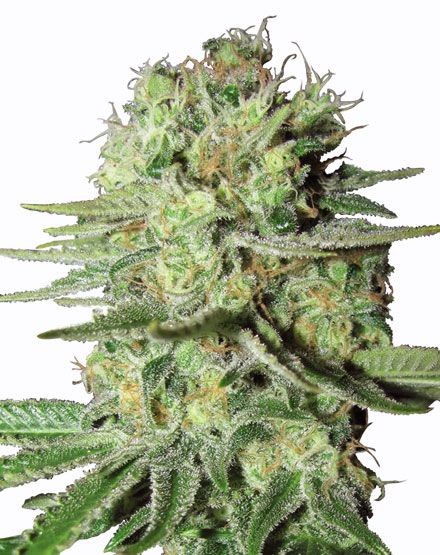 Durban Poison Feminized Seeds
