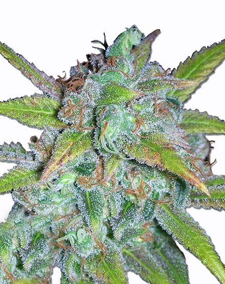 Early Misty Regular Seeds