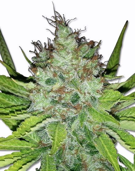 Easy Sativa Feminized Seeds