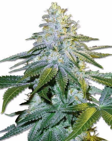 Euphoria Feminized Seeds