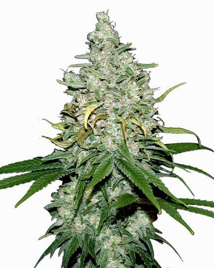 Fat Bastard Autoflower Seeds
