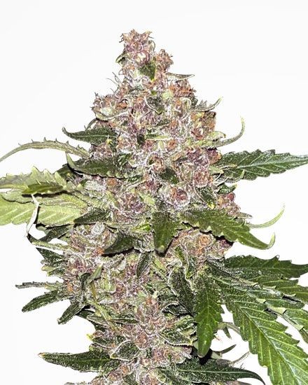 Forbidden Fruit Autoflower Seeds
