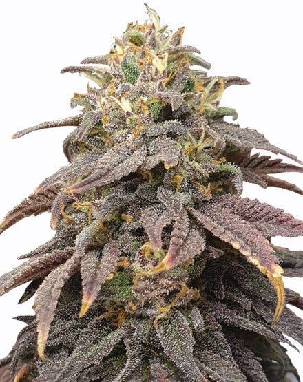 Forbidden Fruit Feminized Seeds