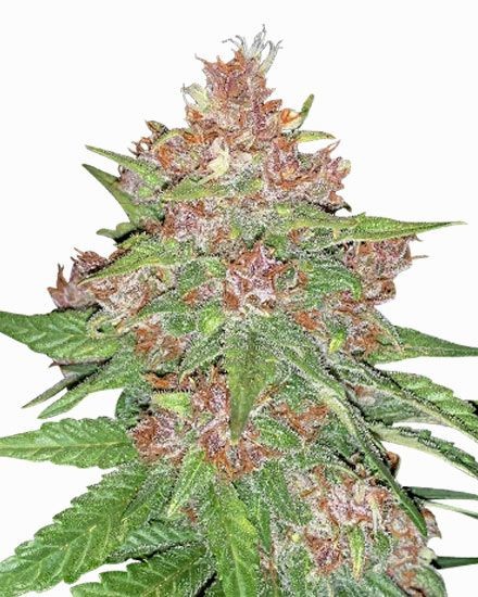 Forbidden Runtz Autoflower Seeds