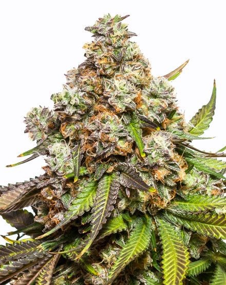 Fruity Pebbles Feminized Seeds