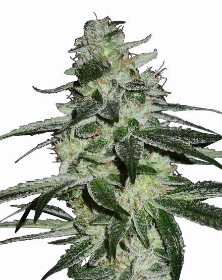 G13 Haze Feminized Seeds