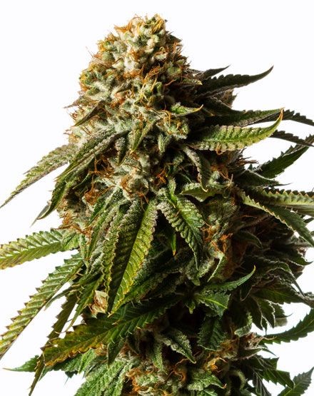GG4 Autoflower Seeds