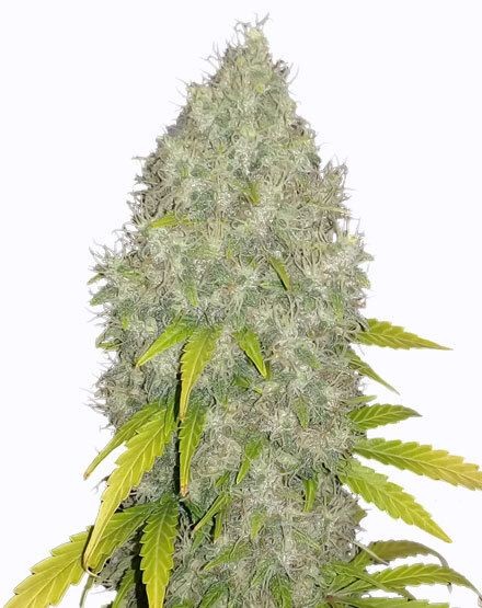 GG4 Fast Flowering Seeds