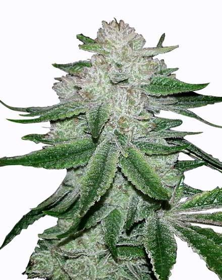 GG4 Feminized Seeds