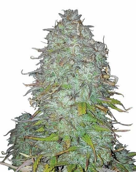 GG4 Regular Seeds