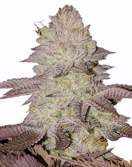 GMO Cookies Feminized Seeds