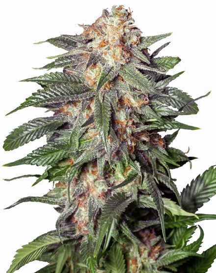 Gelato Autoflower Seeds