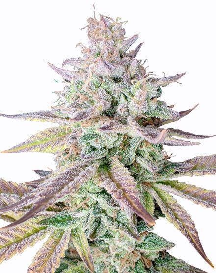 Gelato Fast Flowering Seeds