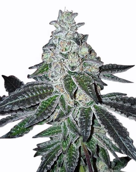 Gelato Feminized Seeds