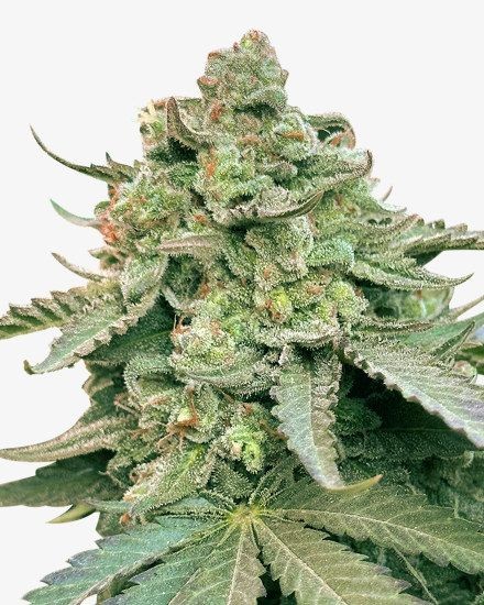 Gelonade Feminized Seeds