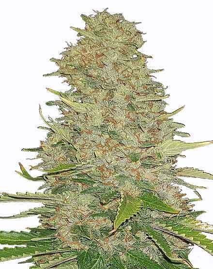 Ghost Train Haze Feminized Seeds