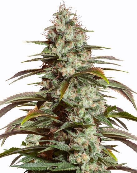 Girl Scout Cookies Autoflower Seeds