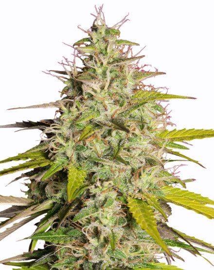Girl Scout Cookies Fast Flowering Seeds