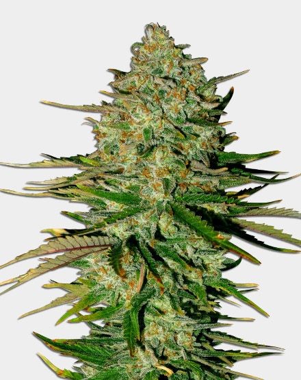 Godfather OG Autoflower Seeds