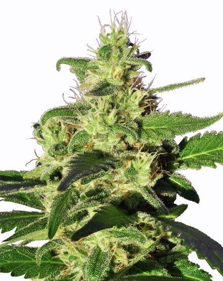 Golden Nugget Feminized Seeds
