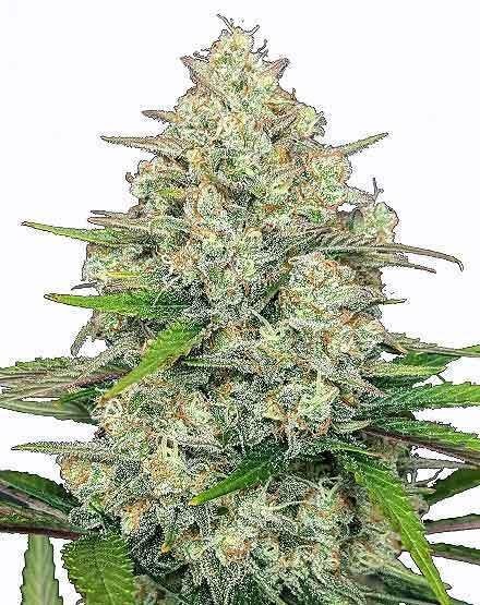 Gorilla Cookies Autoflower Seeds