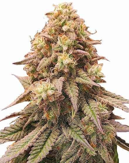 Gorilla Zkittlez Autoflower Seeds