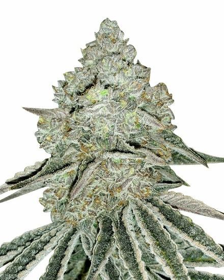 Gorilla Zkittlez Feminized Seeds