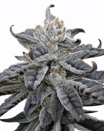 Granddaddy Purple Autoflower Seeds