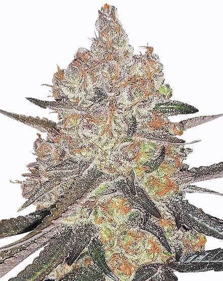 Grape Ape Feminized Seeds