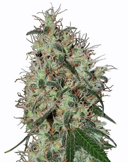 Grapefruit Feminized Seeds