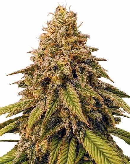 Grease Monkey Feminized Seeds