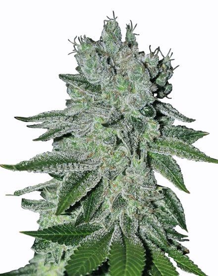 Great White Shark Feminized Seeds
