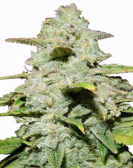 Green Crack Autoflower Seeds