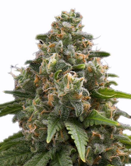 Green Crack Feminized Seeds