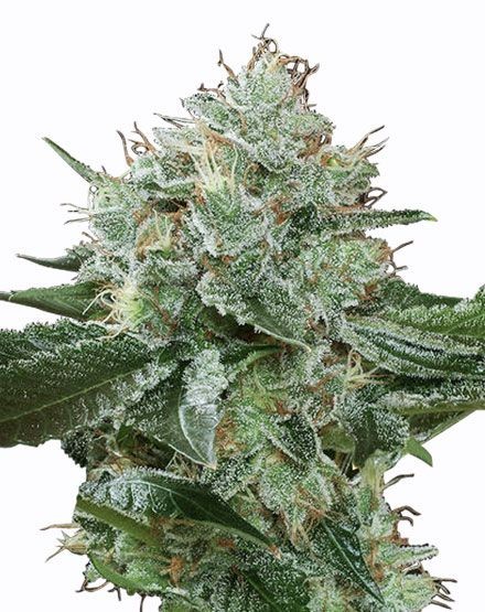 Green Spirit Feminized Seeds