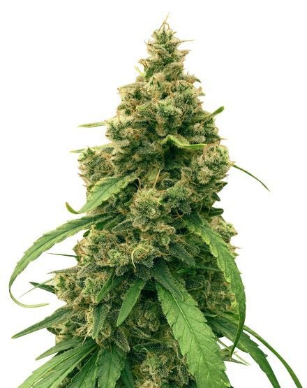 Harle-Tsu Feminized Seeds