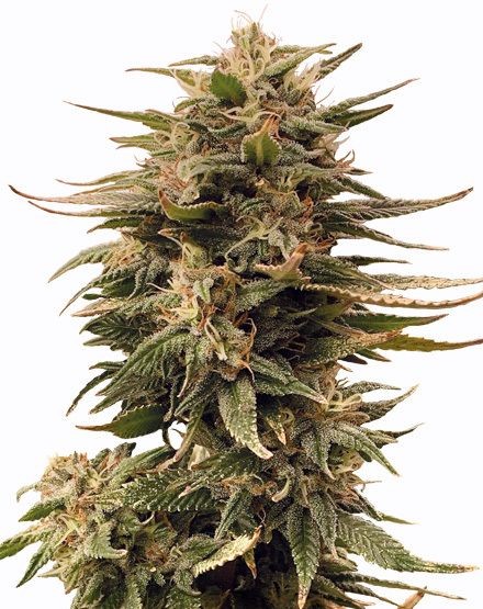 Harlequin Feminized Seeds