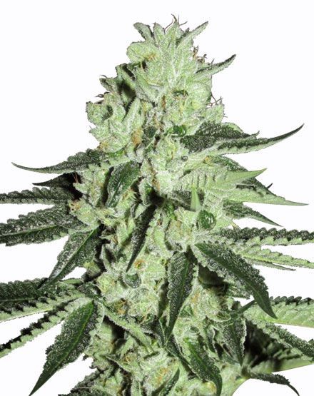 Hash Bomb Regular Seeds