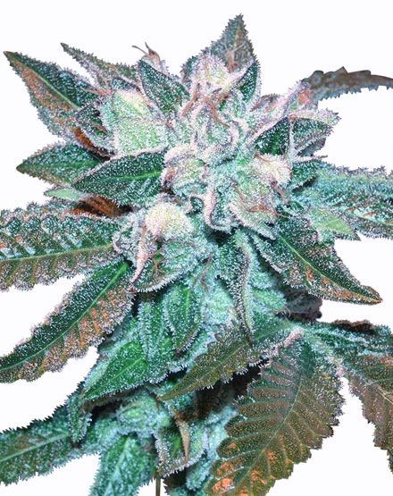 Hash Plant Feminized Seeds