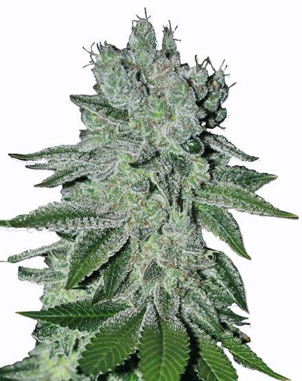 Headband OG Feminized Seeds