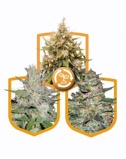 High Yield Autoflower Seed Pack