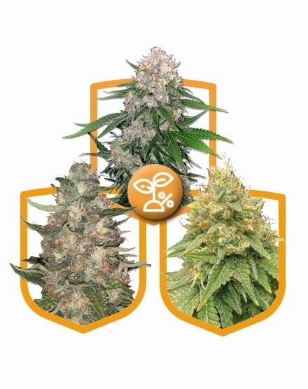 High Yield Feminized Seed Pack