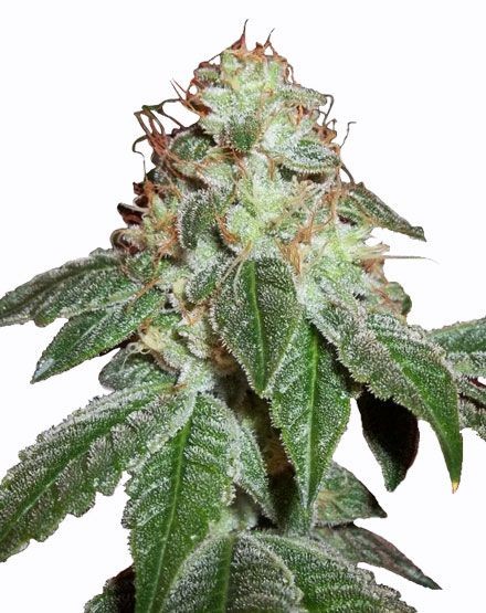 Hindu Kush Regular Seeds