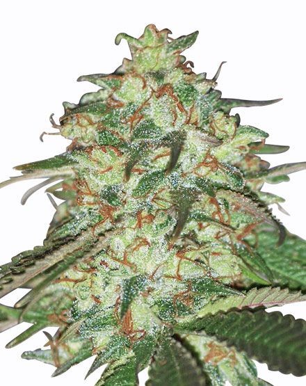 Holland's Hope Regular Seeds