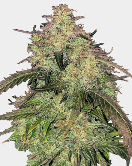 Humboldt Feminized Seeds