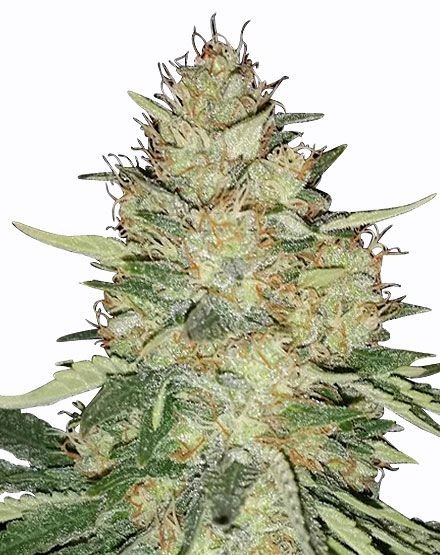 Ice Feminized Seeds