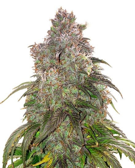 Jack Herer Autoflower Seeds