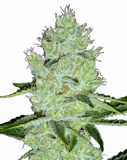 Jack Herer Feminized Seeds